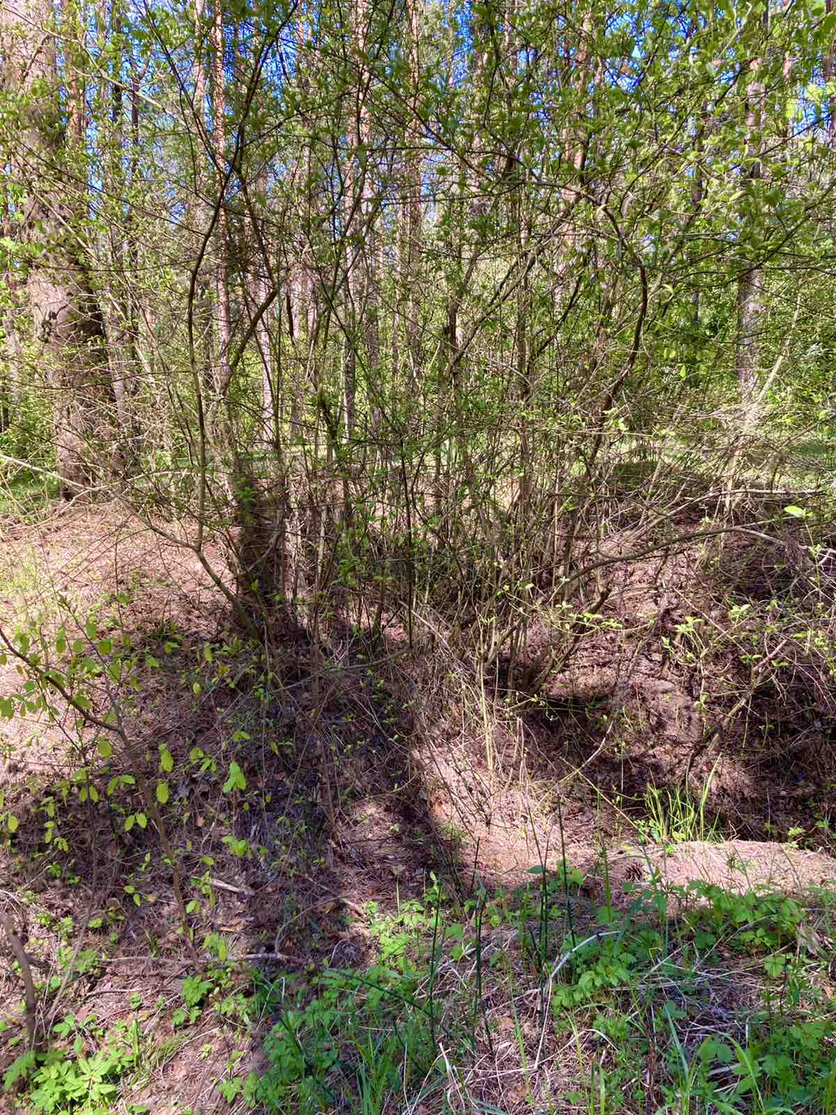 «Я будущую дочку назову твоим прекрасным именем — Лучёса»